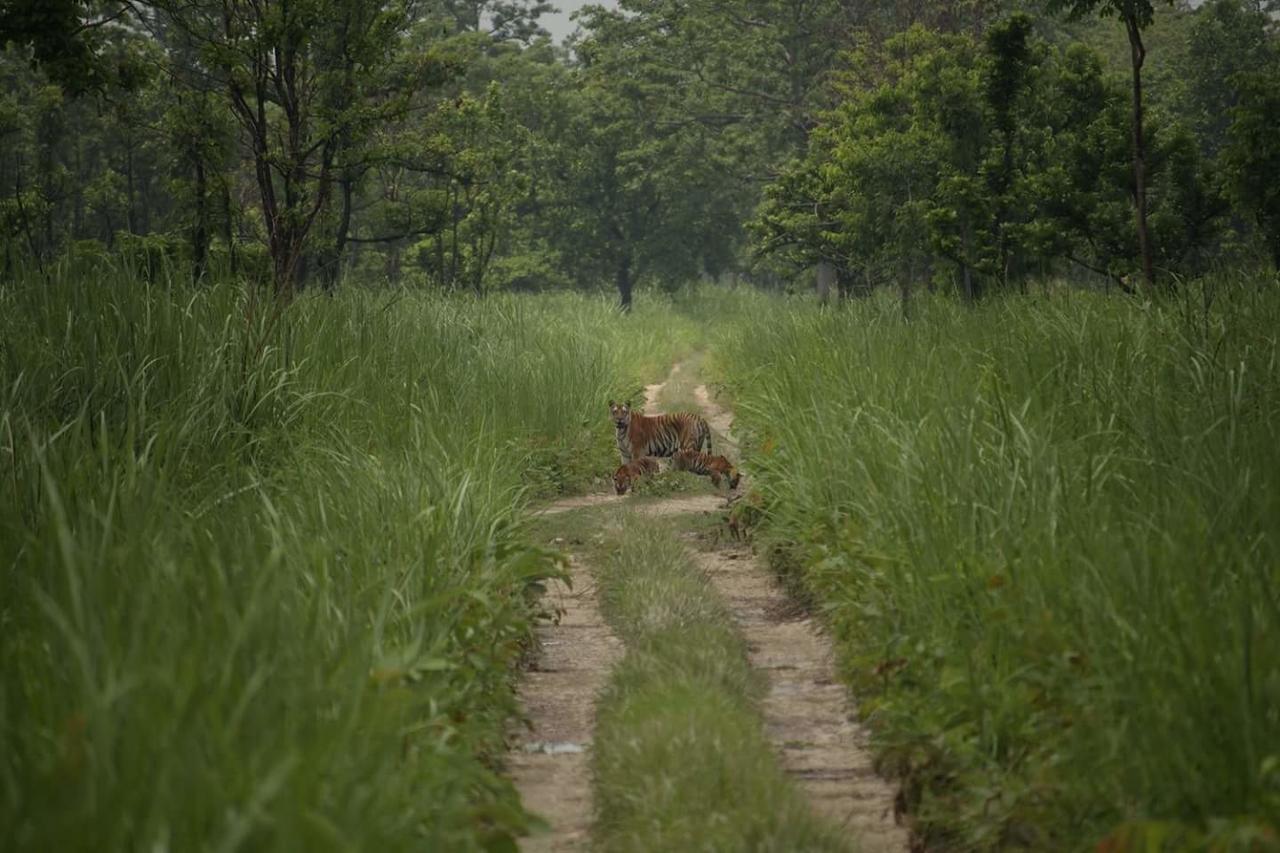 Chitwan Village Resort Саураха Экстерьер фото